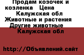 Продам козочек и козленка › Цена ­ 3 000 - Калужская обл. Животные и растения » Другие животные   . Калужская обл.